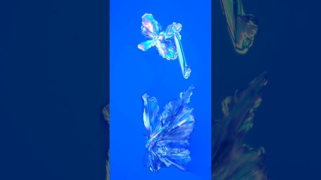 Monosodium Glutamate Crystals смотреть онлайн