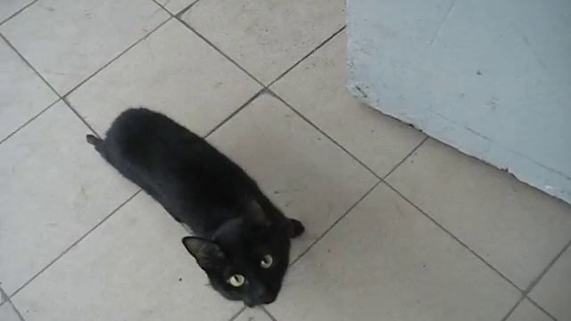 Добыча съедена Черный котик смотреть онлайн