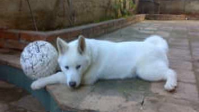 HACHI (AKITA INU) смотреть онлайн