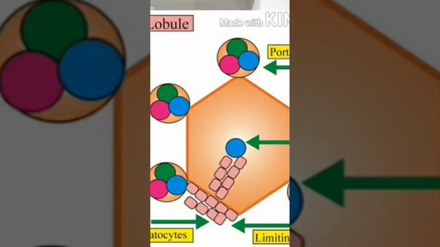Digestive System ||liver || portal triod || смотреть онлайн