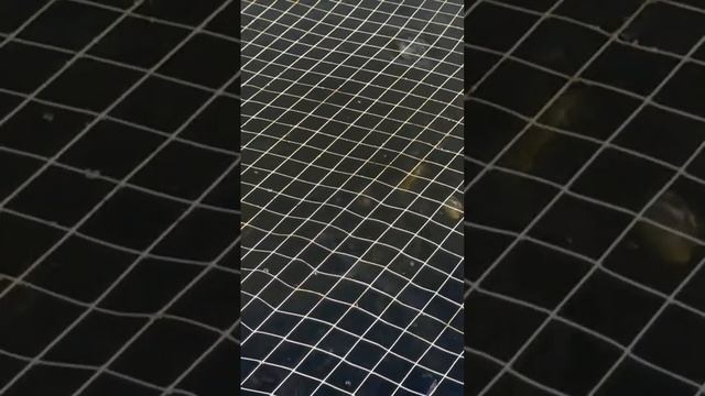 Африканский сом