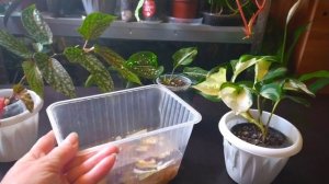 ДОБАВЛЯЮ ОДНУ ложку и КОМНАТНЫЕ цветы БЫСТРО наращивают КОРНИ и ЛИСТЬЯ