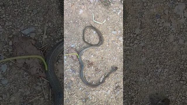 #snake #wildlife #nature #animals #cobra #python #snakesofinstagram #pet #pets #ballpython