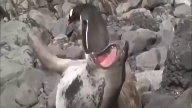 Морской котик в истерике