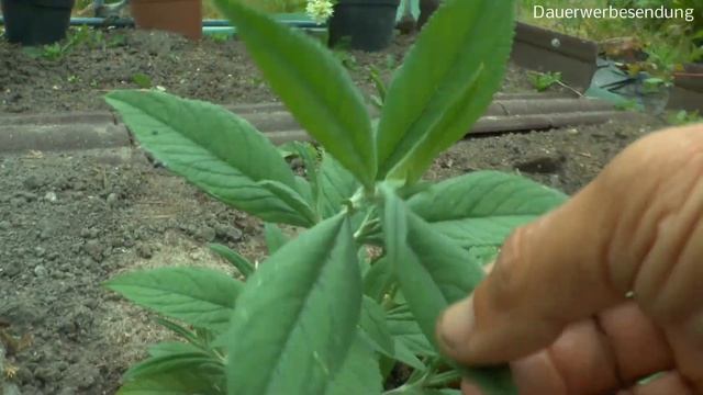 Hortensien sind in 1 Monat bewurzelt und werden umgepflanzt Garten erleben und sehen was da wächst смотреть онлайн