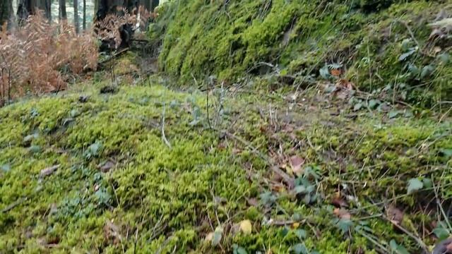 Francis/King Park in Victoria, BC. Отличное начало для первого дня нового года. смотреть онлайн