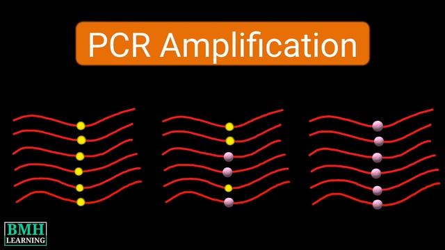 SNP Arrays | SNP Polymorphism Microarray Chip | How SNP Typing Works | DNA Analysis | смотреть онлайн