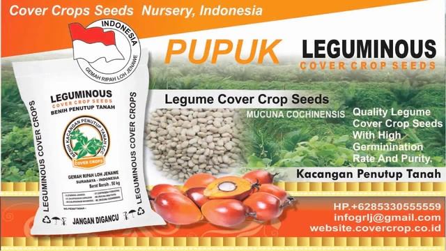 Kacangan MB PJ CC CM CP MC,SAWIT