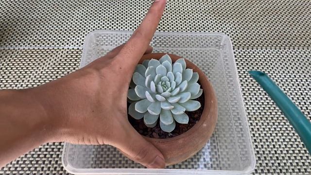 10 Things I Wish I Knew Before Buying A Succulent смотреть онлайн