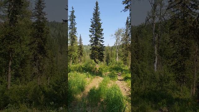 Тайга холмистая