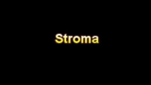 What Is The Definition Of Stroma Medical School Terminology Dictionary
