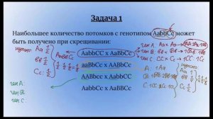 Олимпиадная генетика | РАЗБОР заданий на ВЕРОЯТНОСТИ из олимпиад по биологии (ВСОШ, Ломоносов)