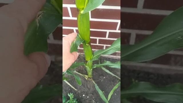 Кукуруза выкинула колос. Кукуруза будет. смотреть онлайн