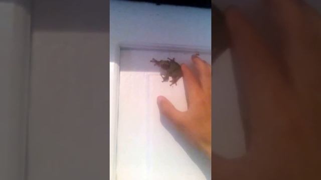 царевна лягушка