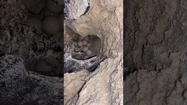 Черепахи копают гнезда Птицы вьют, а дальше похоже смотреть онлайн