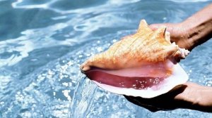 Как Извлечь Звук из Раковины