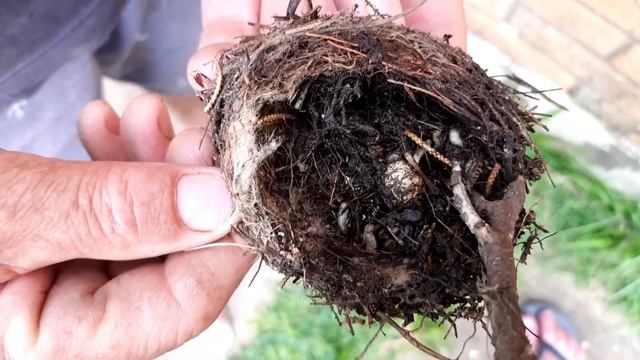 PARASITAÇÃO POR LARVAS DE PHILORNIS SP EM NINHO DE PINTASSILGO смотреть онлайн