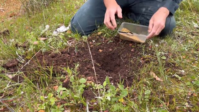Planting Native Australian Tubestock Seedlings