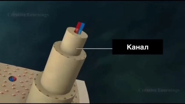 Сүйектің макро және микроскопиялық құрылысы. Сүйектің химиялық құрамы. 8-сынып. 8-Бөлім. Қозғалыс.