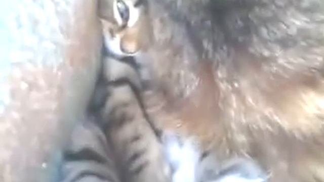Ха-ха СуПеР ставь класс смотреть онлайн