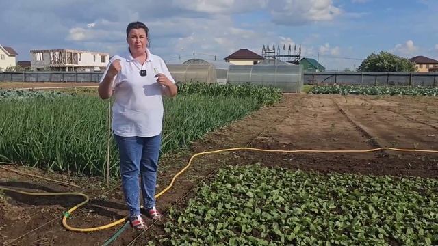 Как легко избавиться от крестоцветной блошки? Крестоцветная блошка меры борьбы.