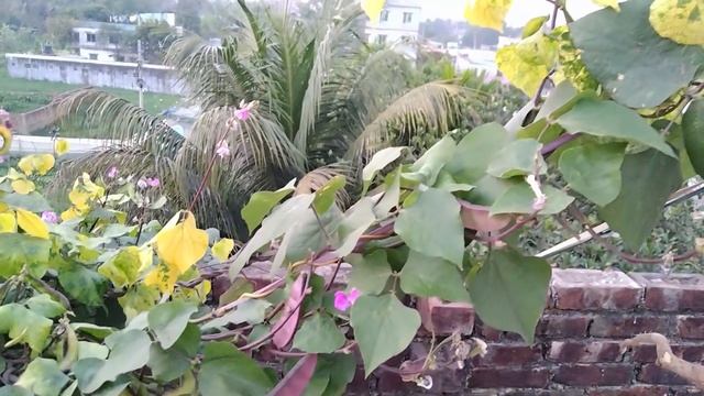 Beautiful Roof View with Nice Small Garden😍😍--Amin's Zone смотреть онлайн