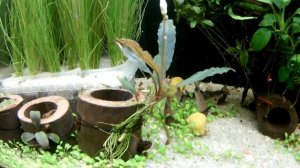 Подстриг буцефаландры!!! Мой аквариум 72 литра.