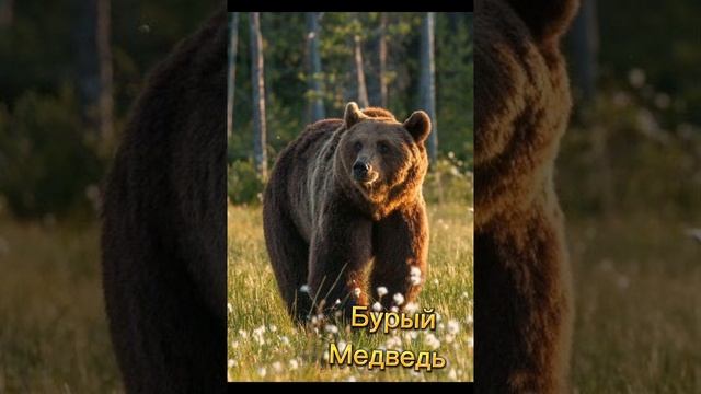 шансы тигра на победу над: смотреть онлайн