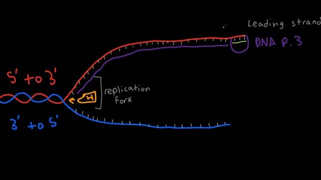 DNA Replication simplified | Genetics and Cellular Function Part 3 смотреть онлайн