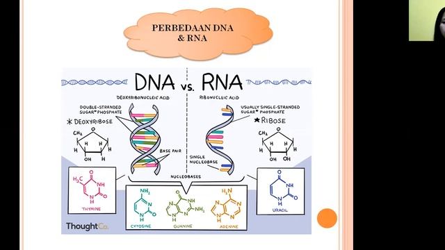 TUGAS GENETIKA POPULASI