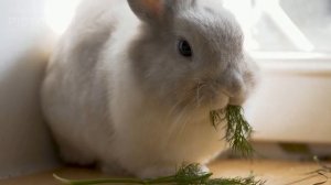 21 Взаимосвязи организмов в природном сообществе