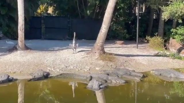 Birds alligators Naples Zoo Caribbean Gardens nature outdoors flora fauna plants palms trees FL 6 смотреть онлайн