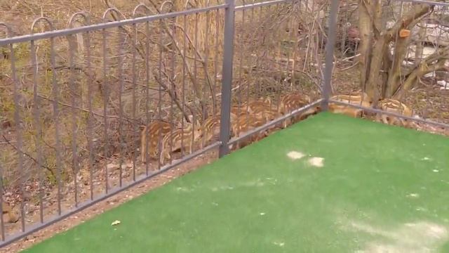 Вокруг Света. Польша. Семья диких кабанов в городе