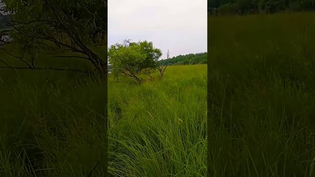 Озеро огурец Хабаровский край🌿🍃 смотреть онлайн