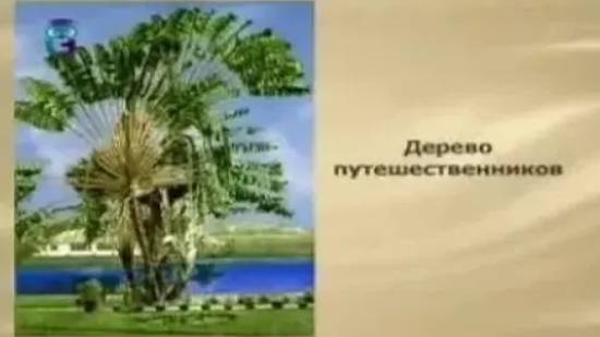 Дерево путешественников смотреть онлайн
