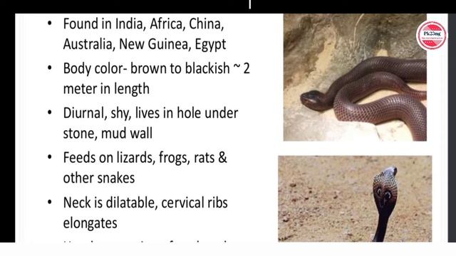 #Pk25ng// Difference between Poisonous and Nonpoisonous snake 🐍II 💥💣// BY Prabhat sir PGT biology . смотреть онлайн