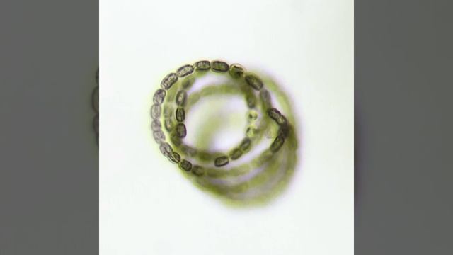 Anabaena circinalis, HDR смотреть онлайн