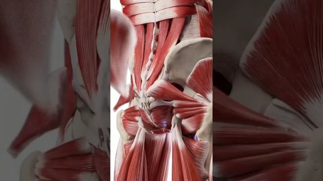 Анатомия. Строение. Мышцы.