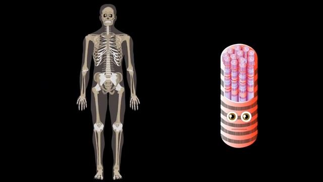 Your Brain Controls YOUR Body! | The Human Brain Song | KLT Anatomy смотреть онлайн