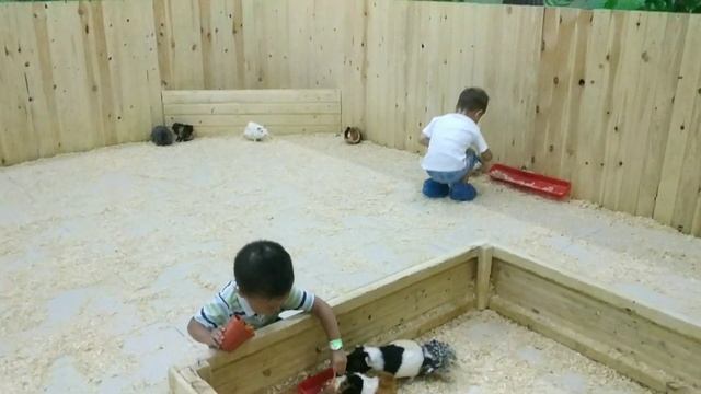 #животные ,#звери и #дети кормит Владимир Ким 2 годика смотреть онлайн