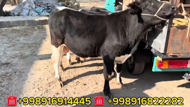 SEMENTAL ANGUST AVLIKOL VA JAYDARI BUQALARNI TOZALARI KELDI BUQA BOQISH SIRLARI BILGAN DILYORBEKDAN