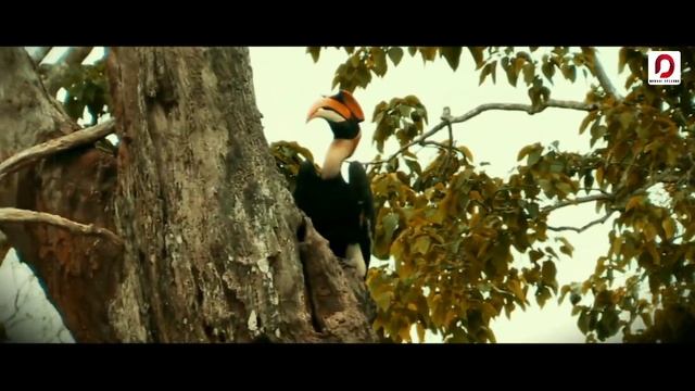 KUWOLI | Priyanku Bordoloi | Dhiraj Deka | New Assamese Song 2020 смотреть онлайн