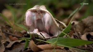 Самые жуткие змеи Африки