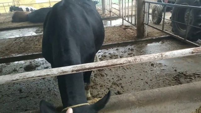 URINE PH kaise check kro DCAD dairy cow ❓❓ смотреть онлайн