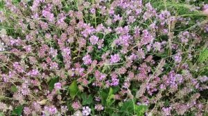 🌼 Тысячелистник обыкновенный: Полезные свойства и рецепты на все случаи жизни🌿