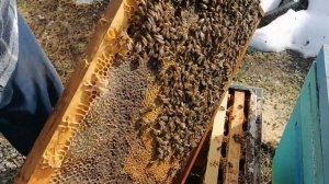 Зимовка 2022г.Карника и карпатская порода.