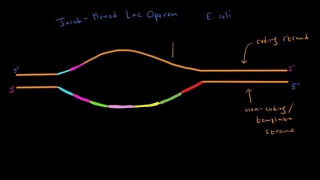 Jacob Monod lac operon | Biomolecules | MCAT | Khan Academy смотреть онлайн