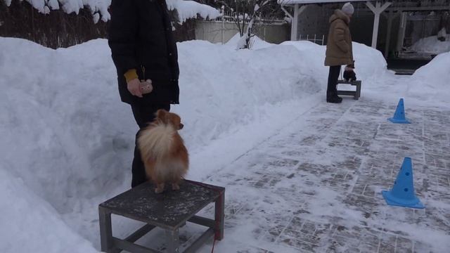 Догтренинг 714. Маленькие компаньоны: веселые убегания и звонкий лай смотреть онлайн