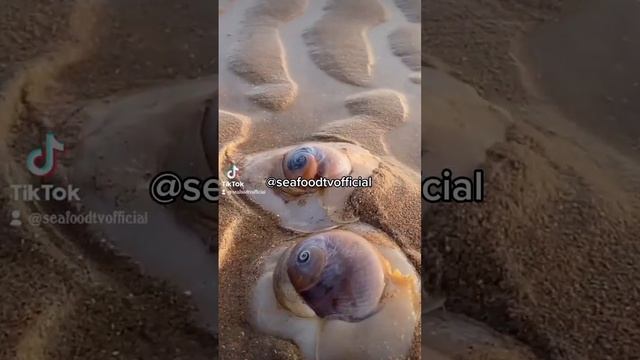 Tangkap Hewan laut cumi, gurita, kerang, ikan, kepiting dll #seafood смотреть онлайн