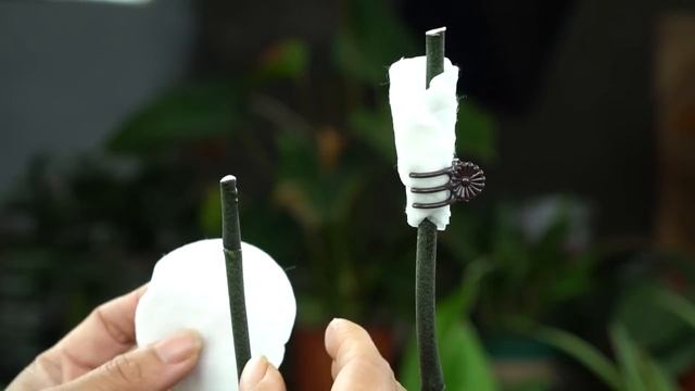 Use one banana, 100 new branches and flowers will bloom смотреть онлайн